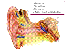 聽力與中耳
