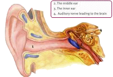 聽力與內耳